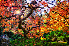 japanese garden michael matti