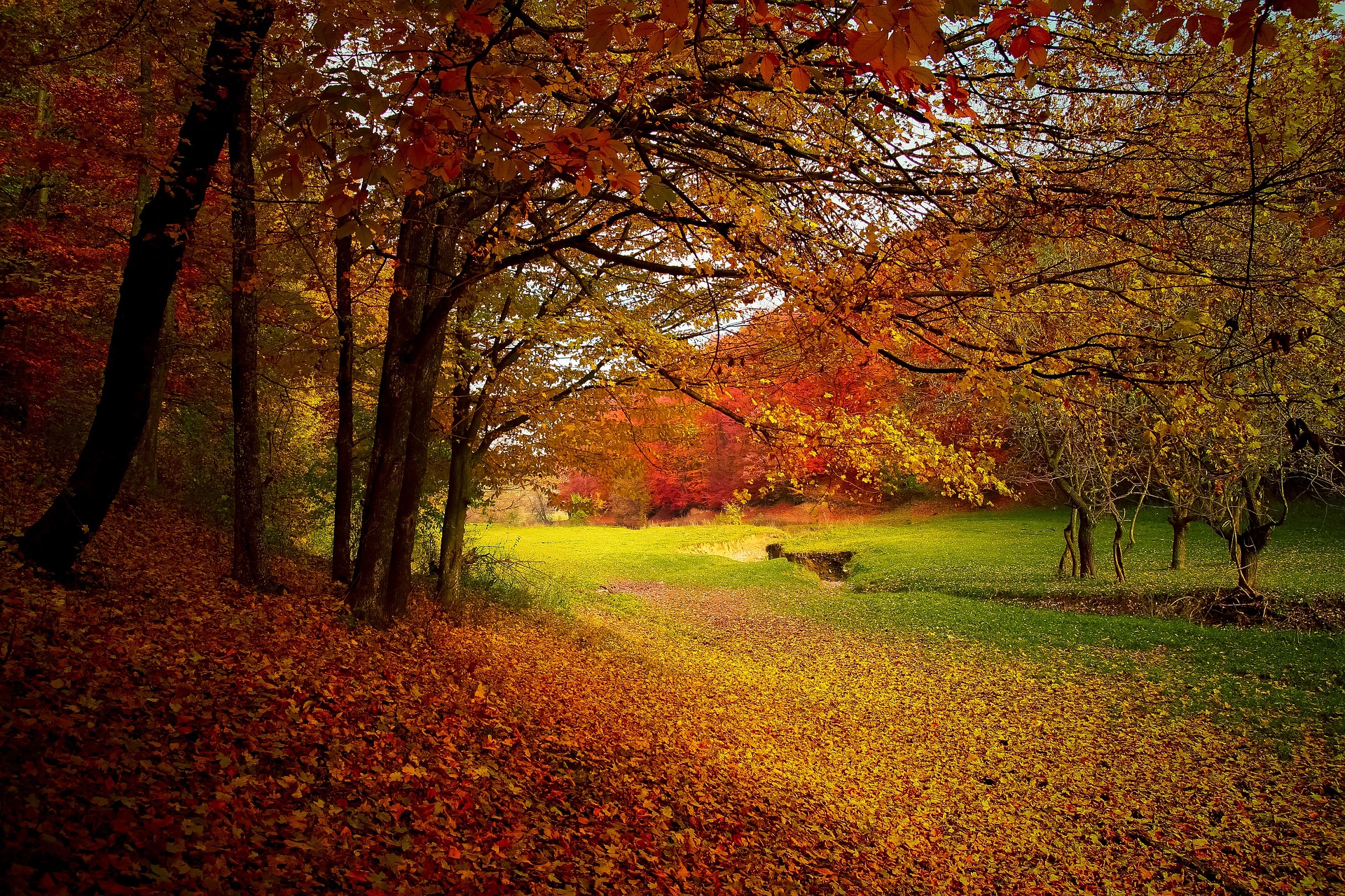 Trees changing colors in the fall