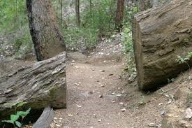  A large tree lying over a trial in the woods. The tree has a hole cut through it so you can continue on through the path.