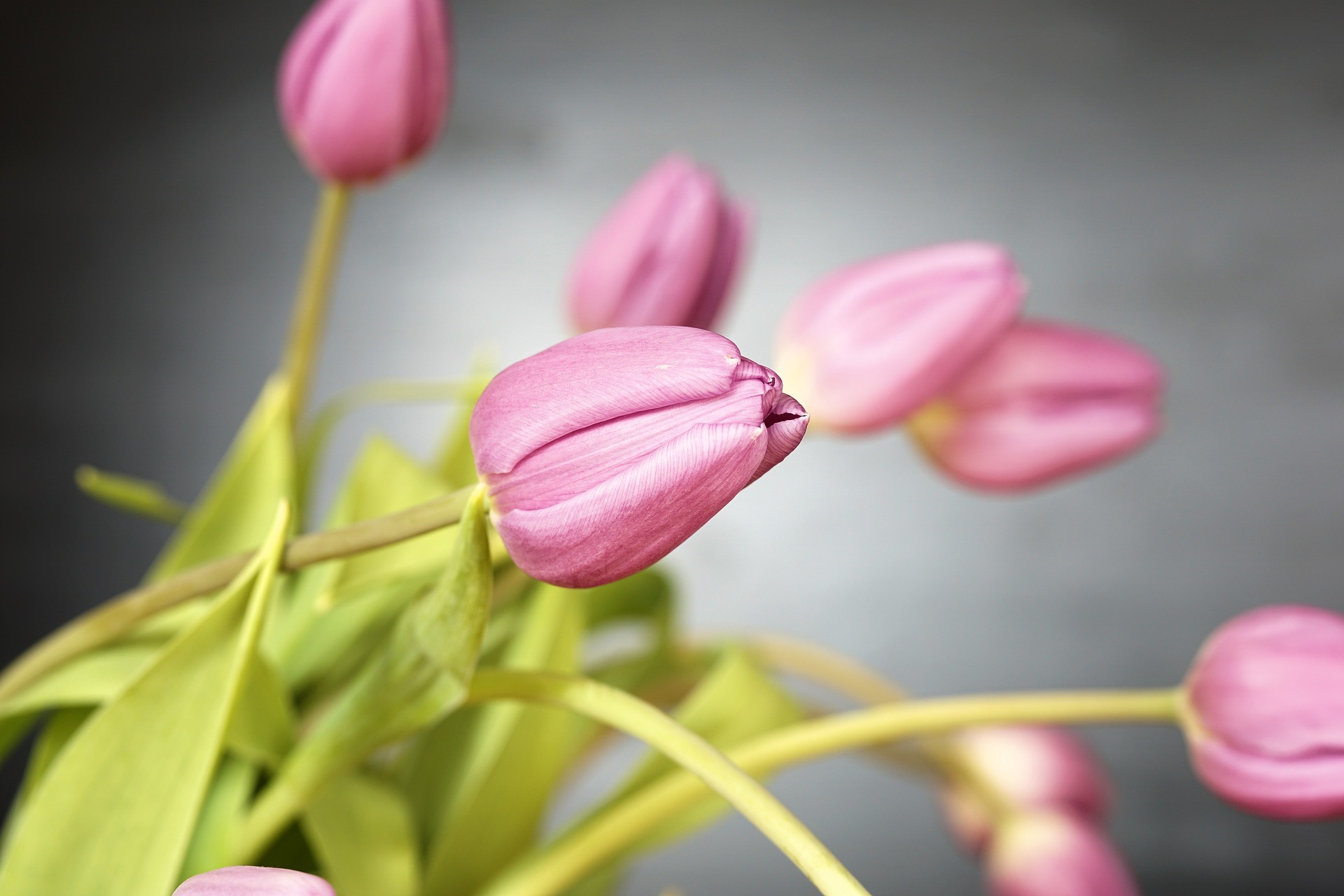 pink tulips