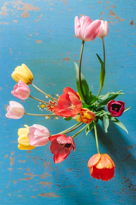 tulips in a vase