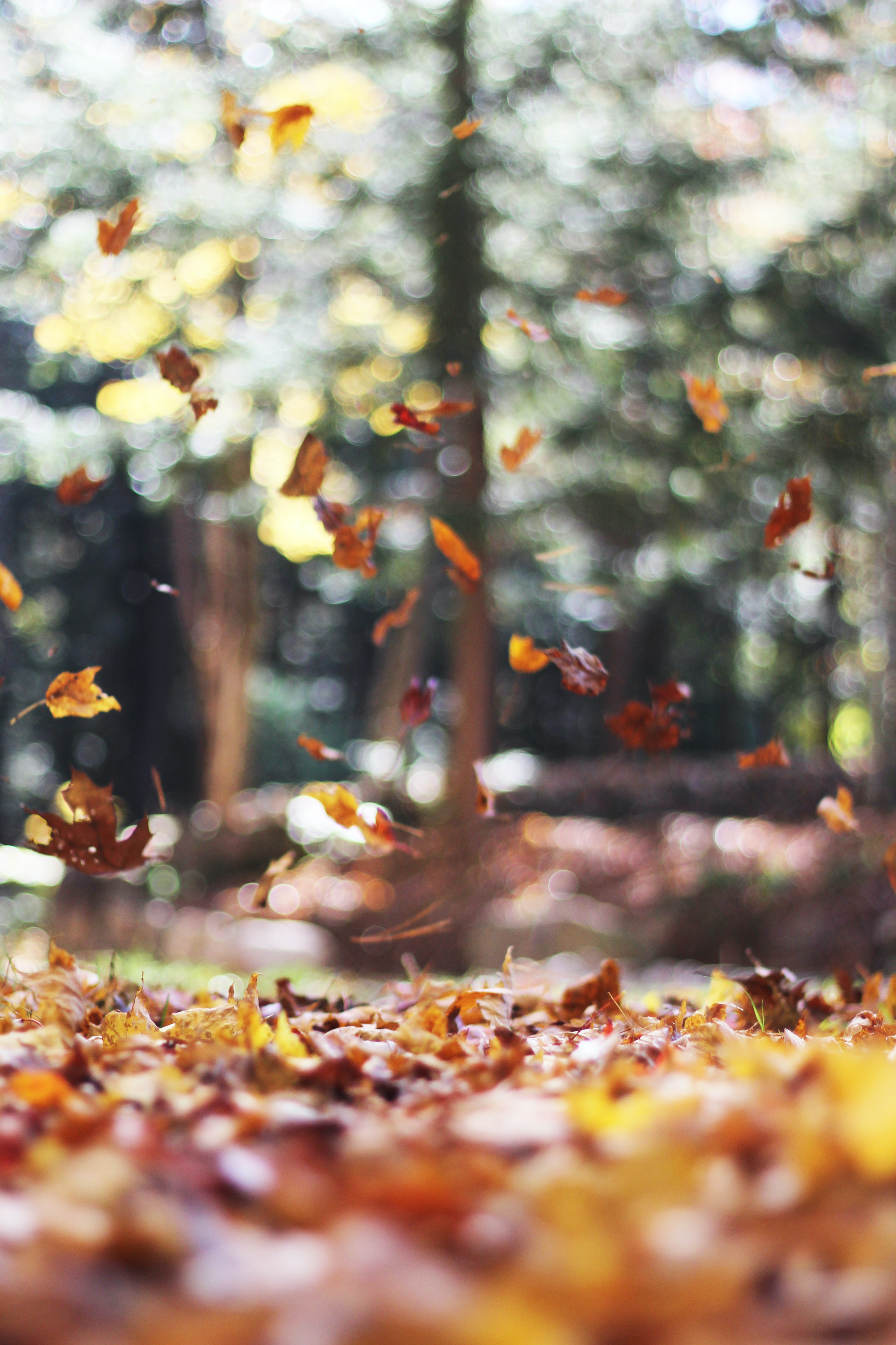 fall colored leaves fall on ground