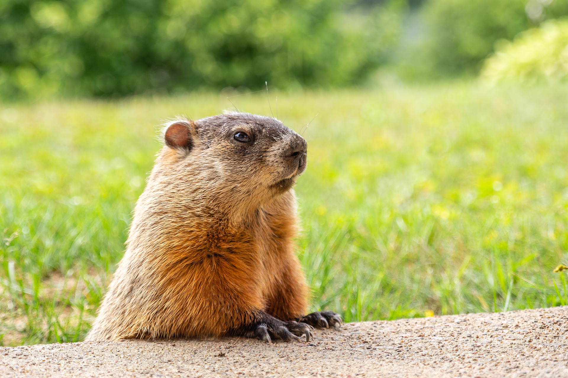 photo of a groundhog